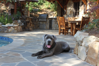 Neapolitan Mastiff Living Environment Recommendations
