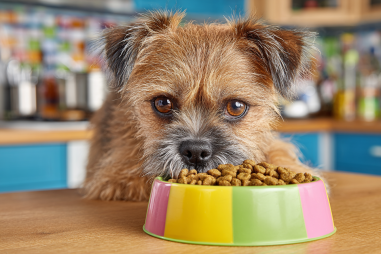 Brussels Griffon Nutrition And Diet