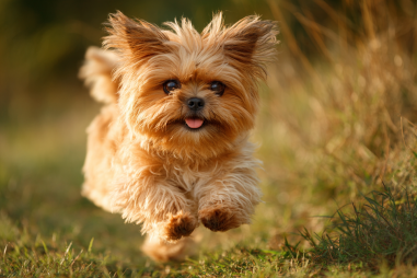 Brussels Griffon Exercise Requirements