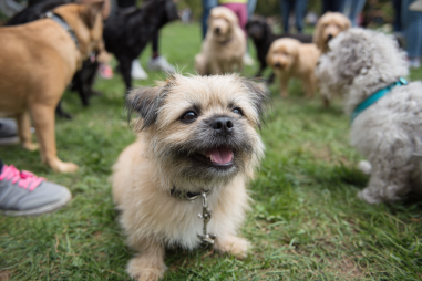 Brussels Griffon Socialization Tips