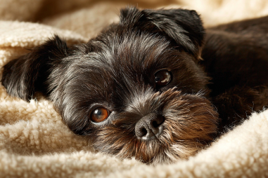 Brussels Griffon Lifespan And Longevity