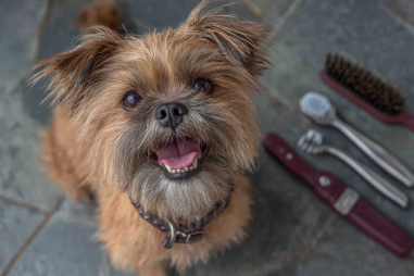 Brussels Griffon Dental Care Guide