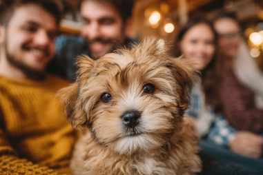 Brussels Griffon Adoption Tips