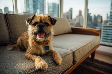 Brussels Griffon Apartment Living Advice