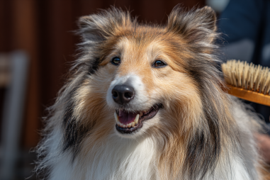 Collie Grooming Tips