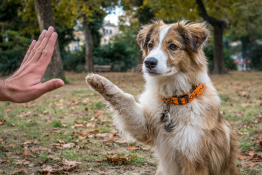 Collie Training Methods
