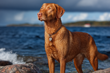 Chesapeake Bay Retriever Breed Characteristics