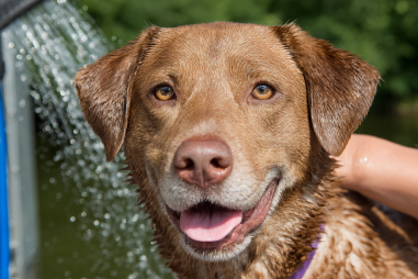 Chesapeake Bay Retriever Grooming Guide