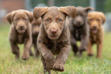 Chesapeake Bay Retriever Socialization Tips