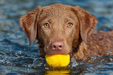 Chesapeake Bay Retriever Water Training
