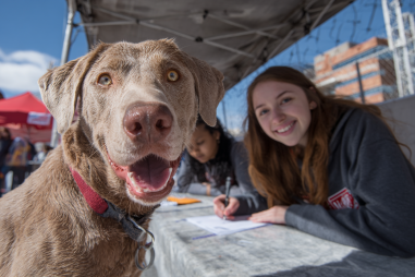 Chesapeake Bay Retriever Rescue And Adoption