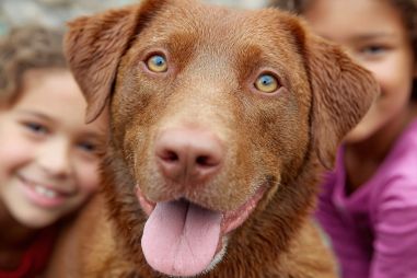 Chesapeake Bay Retriever Compatibility With Children