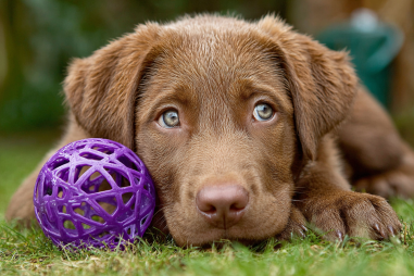 Chesapeake Bay Retriever Mental Stimulation