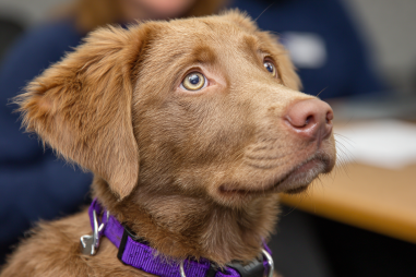 Chesapeake Bay Retriever Common Behavioral Issues