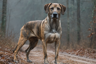 Plott Hound Breed Characteristics