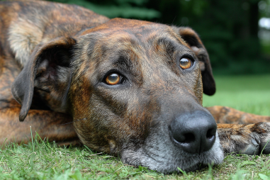 Plott Hound Health Issues