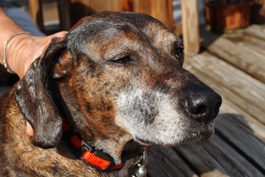 Plott Hound Grooming Guide