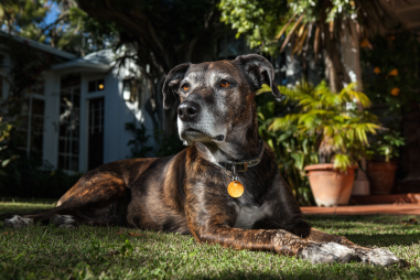 Plott Hound Temperament And Personality