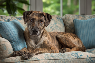 Plott Hound Living Conditions