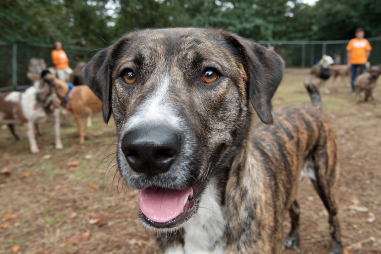 Plott Hound Socialization Guide