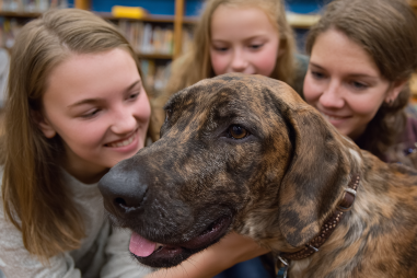 Plott Hound Adoption Considerations