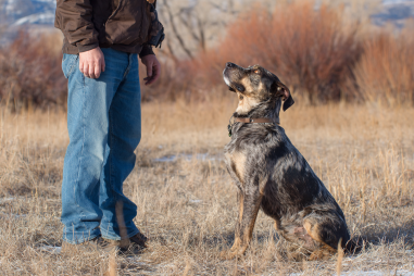 Plott Hound Behavior Problems