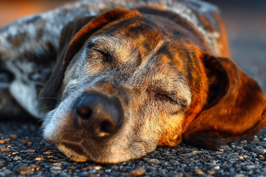 Plott Hound Life Expectancy And Lifespan