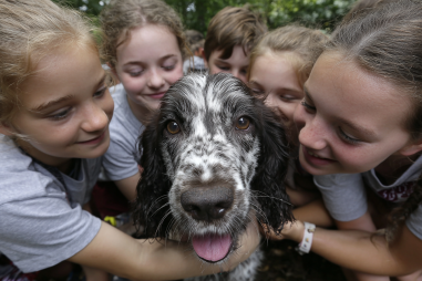 English Cocker Spaniel Socialization Tips