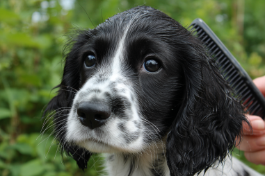 English Cocker Spaniel Shedding And Coat Care