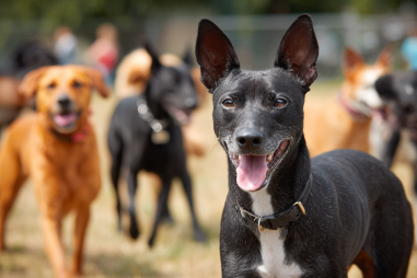 Xoloitzcuintli Training And Socialization