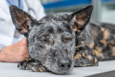 Xoloitzcuintli Health And Common Ailments