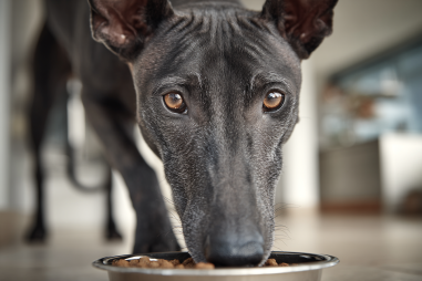 Xoloitzcuintli Diet And Nutrition Advice