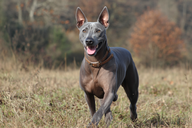 Xoloitzcuintli Exercise And Activity Needs