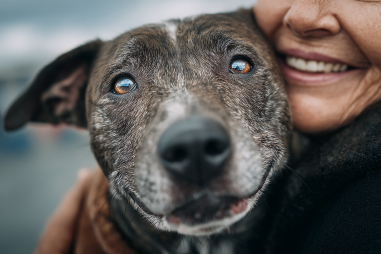 Xoloitzcuintli Adoption And Rescue Information