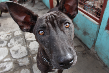 Xoloitzcuintli Shelter And Adoption Statistics