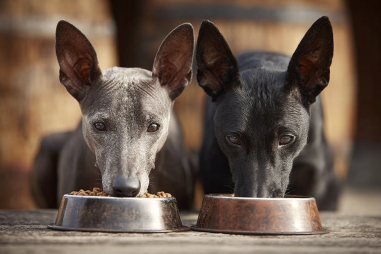 Xoloitzcuintli Diet For Hairless And Coated Varieties