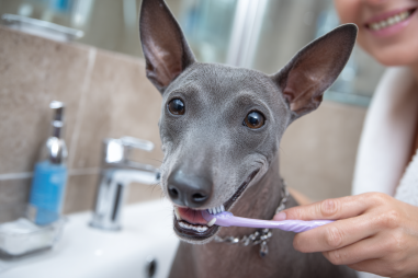 Xoloitzcuintli Dental Care Tips