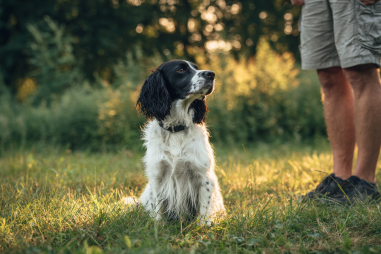 English Springer Spaniel Training Techniques