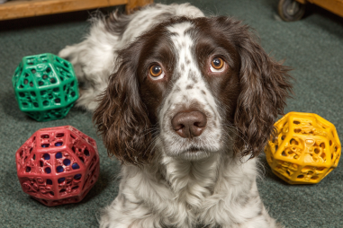English Springer Spaniel Mental Stimulation