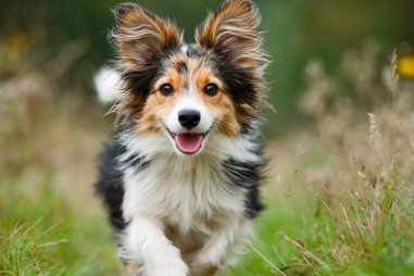 Shetland Sheepdog Exercise Needs
