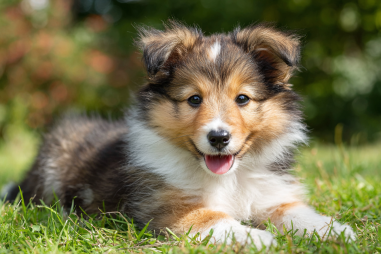 Shetland Sheepdog Puppy Care