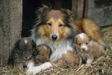 Shetland Sheepdog Breeding Considerations
