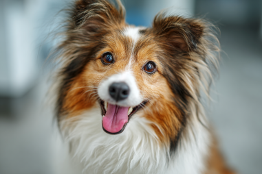 Shetland Sheepdog Dental Care