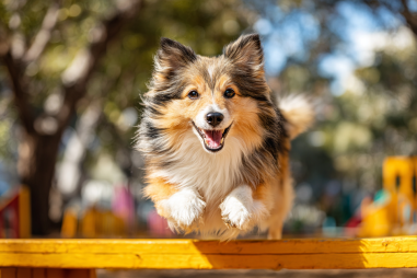 Shetland Sheepdog Agility Training
