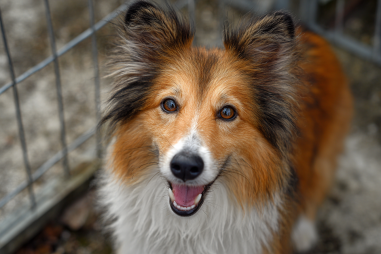 Shetland Sheepdog Shelter Adoption Guide