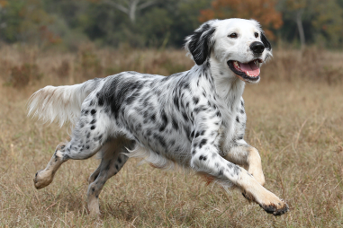 English Setter Exercise Requirements
