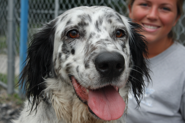 English Setter Rescue And Adoption