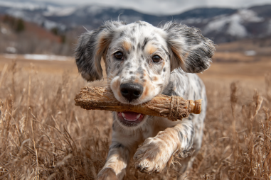 English Setter Exercise Toys And Tools