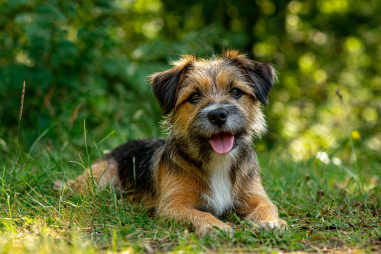 Border Terrier Care Tips