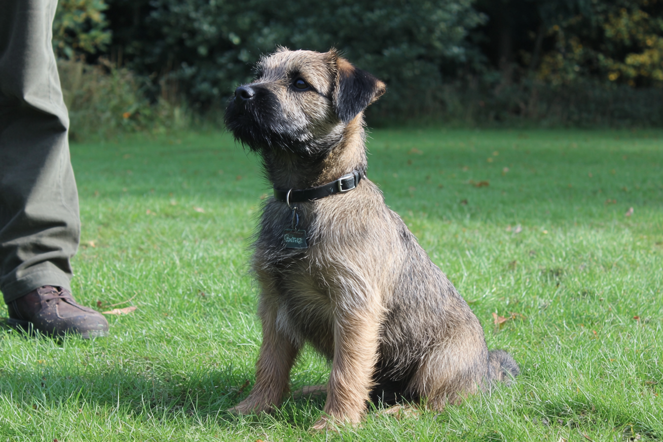 Border Terrier Training Methods